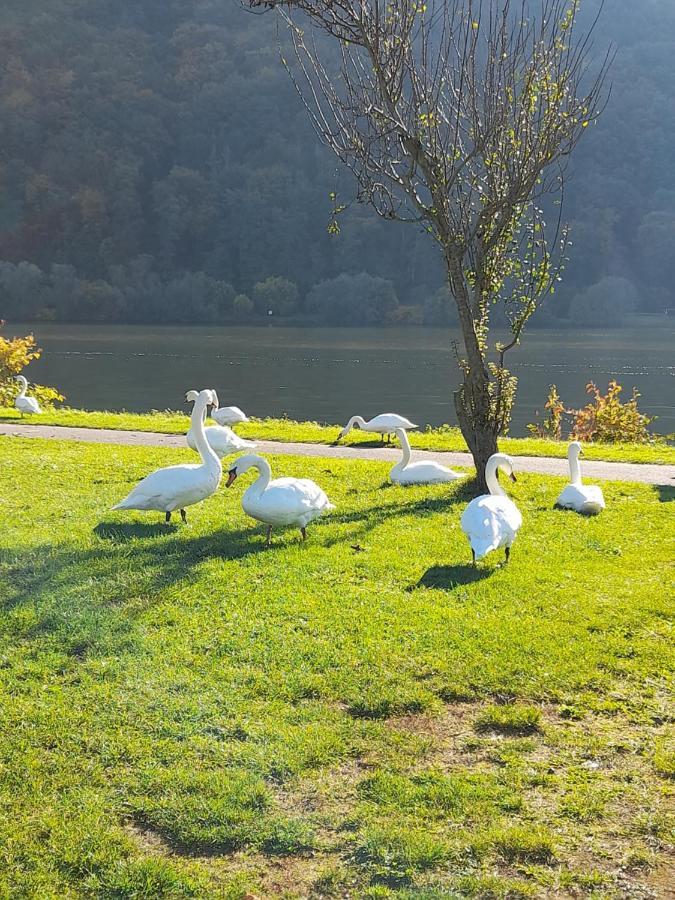 Ferienwohnungen Am Moselbeach Меринг Екстериор снимка